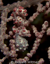 Stacked.  Pygmy Seahorse (Hippocampus bargibanti). Canon ... by Richard Witmer 